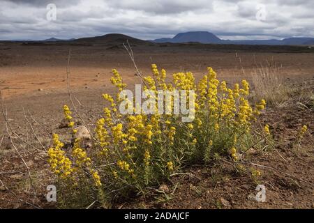 Blühende Pflanzen in der geothermischen Bereich Hveraroend, auch Hverir oder Namaskard, North Island, Island Stockfoto