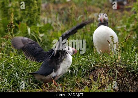 Papageitaucher, gemeinsame Papageitaucher (Fratercula arctica), Hafnarholmi, Island Stockfoto