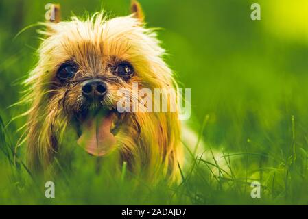 Yorkshire Terrier an der Kamera im Kopf schoß, sitzt im Gras Stockfoto