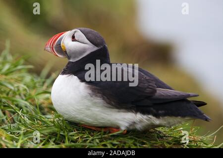 Papageitaucher, gemeinsame Papageitaucher (Fratercula arctica), sitzend, Seitenansicht, Hafnarholmi, Island Stockfoto