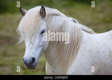 Weiß isländischen Pferd, isländische Pferd (Equus przewalskii f. caballus), Kopasker, Island Stockfoto