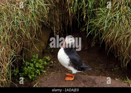 Papageitaucher (Fratercula arctica), stand vor der Höhle, bredding Hafnarholmi, Island Stockfoto