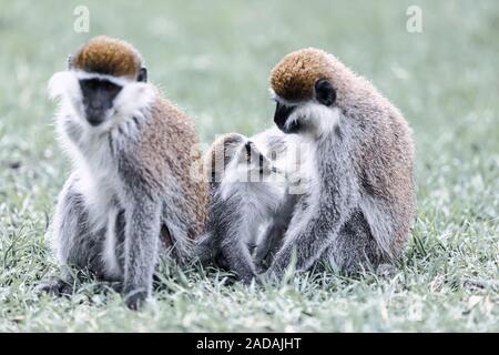 Meerkatze familyin Awasa, Äthiopien Stockfoto