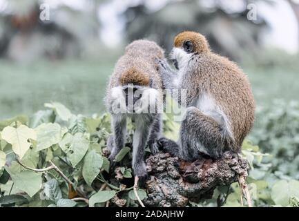Meerkatze familyin Awasa, Äthiopien Stockfoto