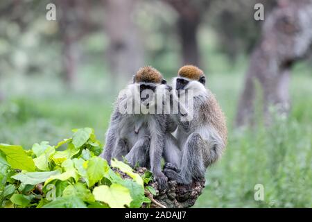 Meerkatze familyin Awasa, Äthiopien Stockfoto