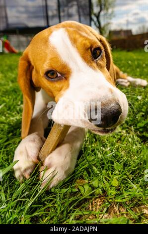 Close-up von Beagle Hund essen Knochen draußen im Garten auf dem Gras. Stockfoto