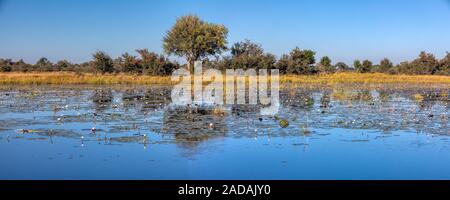 Typisch afrikanische Landschaft, Bwabwata, Namibia Stockfoto