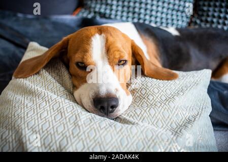 Beagle Hund müde schläft auf der Couch Stockfoto