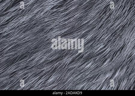 Hintergrund Fell Silver Fox. Schließen fester Textur. Stockfoto