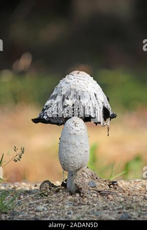 Crested Kribbeln Stockfoto