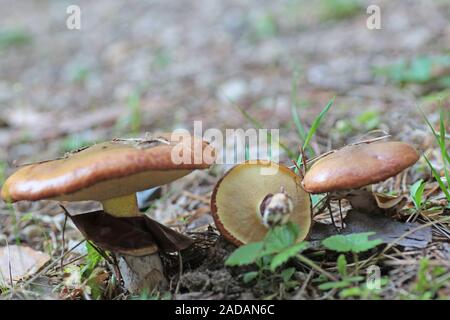 Butterpilz Stockfoto