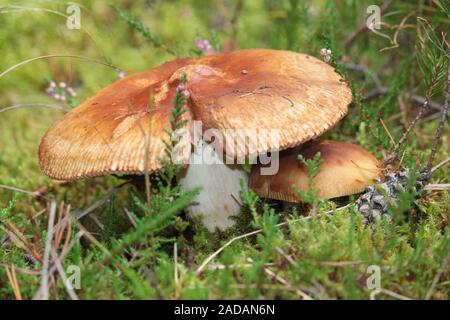 Stinky fremdbefruchtende Ungläubigen Stockfoto