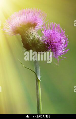 Sow-Thistle rosa Blume in der Sonne Stockfoto