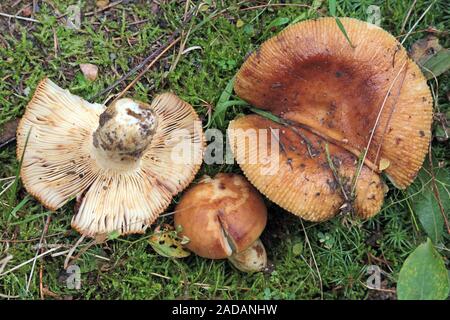 Stinky fremdbefruchtende Ungläubigen Stockfoto