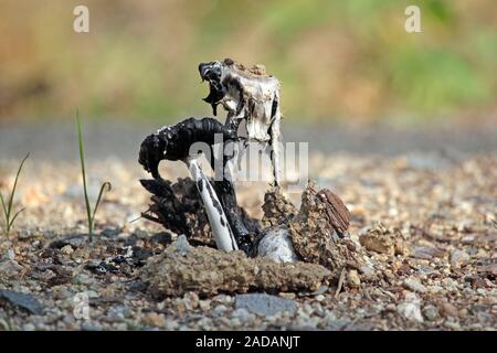 Crested Kribbeln Stockfoto