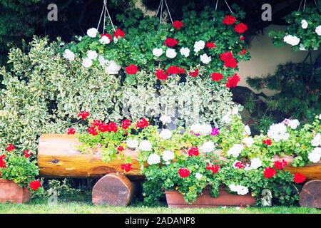 Blumenbeete in Yards, auf Fensterbänken Stockfoto