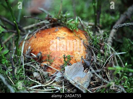 Birke mit rotem Deckel Stockfoto