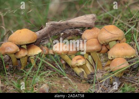 Ziegelrot Schwefel Kopf Stockfoto