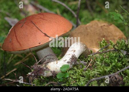 Birke mit rotem Deckel Stockfoto