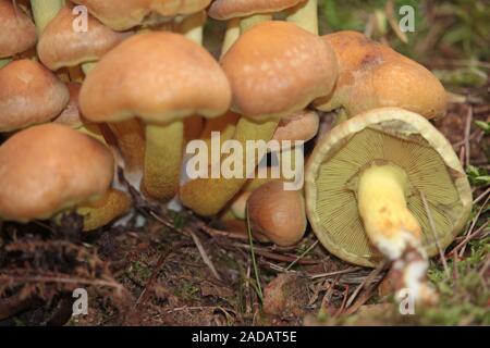 Ziegelrot Schwefel Kopf Stockfoto