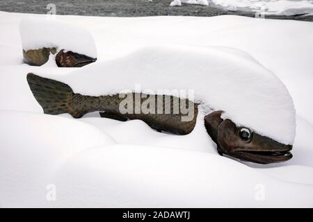 Rückkehr der Cutthroat #2 Kunst im öffentlichen Raum Skulptur im Schnee bedeckt. Nach Künstler: Pat Madison. Clear Creek Trail - Golden, Colorado, USA Stockfoto