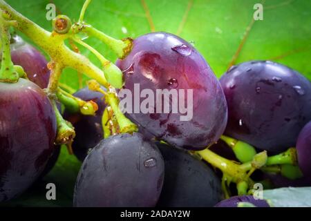 Reif Reben Trauben hautnah. Große luxuriöse Traube Traube im Sonnenlicht. Die Weinlese im Herbst in der Landschaft. Weinberg. Natürliche gesunde Vitamin Essen Stockfoto