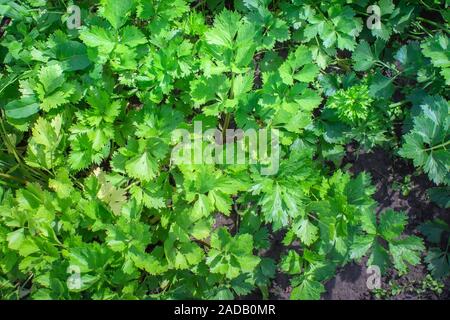Sellerie Gemüse- und Heilpflanze allgemein als Kochen spice Sellerie ist durch seine Blätter verwendet Suppe zu probieren oder als Salat... Stockfoto