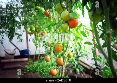 Zweig der Tomatenpflanze. Unreife, noch nicht reif, Cherry Tomaten. Grün und Orange Tomaten. Die biologische Landwirtschaft. Stockfoto