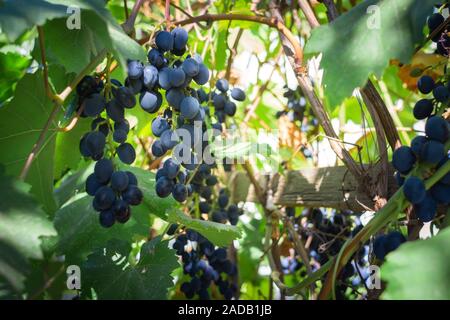 Trauben von reifen schwarzen Trauben hängen von der Rebe. Close-up. Wein trauben vor der Ernte. Stockfoto