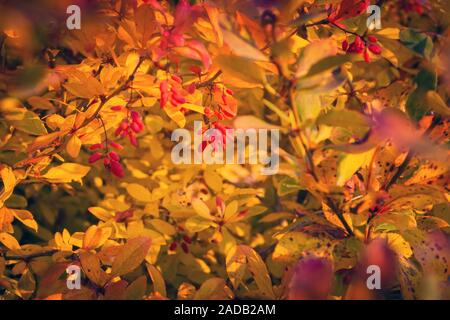 Berberitze Berberis vulgaris Zweig frische reife Beeren natürlichen, grünen Hintergrund Berberis thunbergii Latin Berberis Berberitze Beeren Früchte bush Coronita Stockfoto