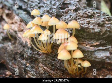 Mycena mycena Pilze (renati) Stockfoto
