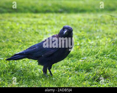 Nebelkrähe (Corvus corone) Stockfoto