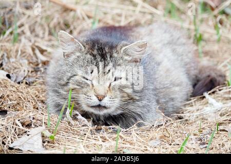 Obdachlose Dorf cat das Aalen in der Sonne liegen, mit geschlossenen Augen. Stockfoto
