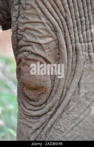 Nahaufnahme eines Elefanten vordere Bein Ellbogengelenk mit interessanten Hautfalten und Muster hat damit für Bewegung. (Loxodonta africana) Stockfoto