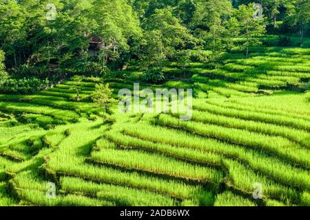 Landwirtschaftliche Landschaft mit Terrasse Felder mit Reis, an einem Berghang gelegen, umgeben von Bäumen gepflanzt Stockfoto