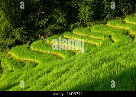 Landwirtschaftliche Landschaft mit Terrasse Felder mit Reis, an einem Berghang gelegen, umgeben von Bäumen gepflanzt Stockfoto