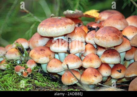 Ziegelrot Schwefel Kopf Stockfoto