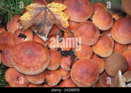 Ziegelrot Schwefel Kopf Stockfoto