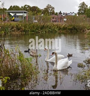 Swan Family auf der Ruhr vor der Kette Forge Museum, Froendenberg, Ruhrgebiet, Deutschland, Europa Stockfoto