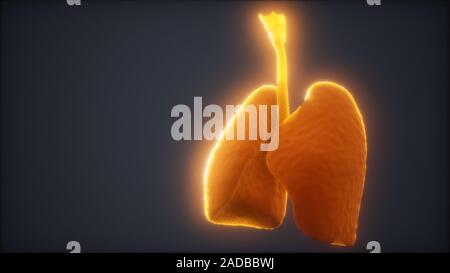 3D-Animation des menschlichen Lungen Stockfoto
