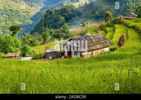 Ein Haus, das von der grünen Terrasse Felder mit Hirse umgeben Stockfoto