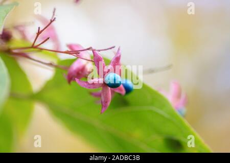 Clerodendrum Trichotomum oder Harlequin Glorybower oder Harlequin Herrlichkeit bower Blumen und Obst. Stockfoto