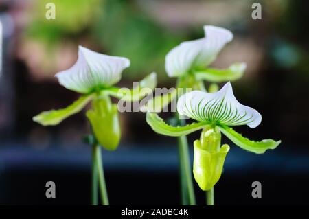 In der Nähe auf einem bunten paphiopedilum oder Lady Slipper orchid im Tropical Flower. Blütenblatt Farben sind in hellem Grün und Gelb mit weißen Streifen und Roter d Stockfoto
