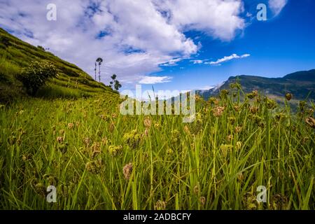 Terrasse Felder mit Hirse bereit zu ernten, bergige Landschaft in der Ferne Stockfoto