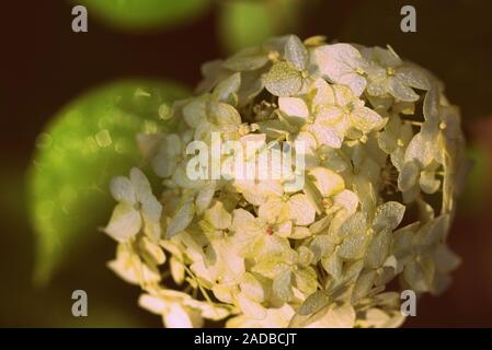 Hortensie Blume mit Tautropfen im Schatten der Bäume im Sommer Garten Nahaufnahme. Retro Style getönt Stockfoto