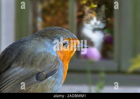 Katze im Haus Blick durch Fenster auf europäischer Rotkehlchen (Erithacus Rubecula) im Garten Stockfoto