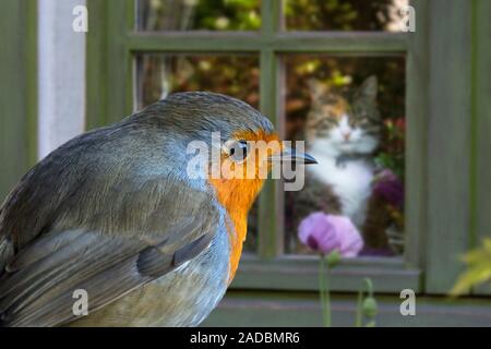 Katze im Haus Blick durch Fenster auf europäischer Rotkehlchen (Erithacus Rubecula) im Garten Stockfoto