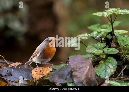 Europäische Robin (Erithacus Rubecula) Nahrungssuche auf dem Waldboden Stockfoto