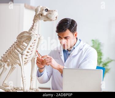 Arzt Tierarzt üben am Hund Skelett Stockfoto