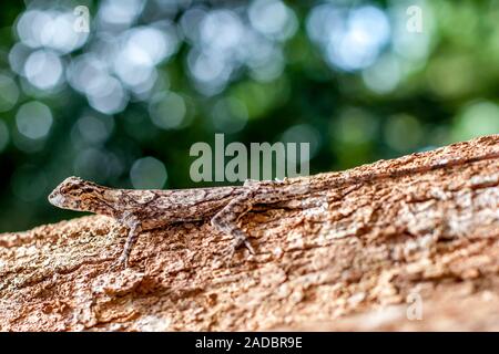 Eine Eidechse sitzt auf einem Baumstamm mit fleckige Haut wie ein Baum Rinde. Einen langen Schwanz. Selektiver Fokus auf den Kopf. Schön verschwommen grünen Hintergrund. Stockfoto